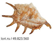cockleshell isolated on white background. Стоковое фото, агентство Ingram Publishing / Фотобанк Лори