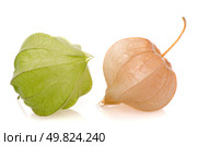 Physalis fruits on a white background . Стоковое фото, агентство Ingram Publishing / Фотобанк Лори