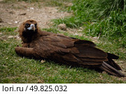 scavenging bird vulture on grass. Стоковое фото, агентство Ingram Publishing / Фотобанк Лори