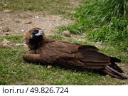 scavenging bird vulture on grass. Стоковое фото, агентство Ingram Publishing / Фотобанк Лори