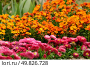 flowerbed of spring flower daisy and phlox. Стоковое фото, агентство Ingram Publishing / Фотобанк Лори