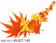 Twisted row of autumn  maples leaves. Vector illustration. Стоковая иллюстрация, агентство Ingram Publishing / Фотобанк Лори