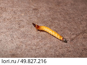 Wireworm on a garden plot. Wireworms are the larvae of all click beetles. Стоковое фото, фотограф Андрей Жигальцов / Фотобанк Лори