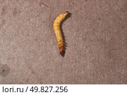 Wireworm on a garden plot. Wireworms are the larvae of all click beetles. Стоковое фото, фотограф Андрей Жигальцов / Фотобанк Лори
