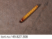 Wireworm on a garden plot. Wireworms are the larvae of all click beetles. Стоковое фото, фотограф Андрей Жигальцов / Фотобанк Лори
