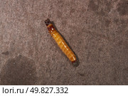 Wireworm on a garden plot. Wireworms are the larvae of all click beetles. Стоковое фото, фотограф Андрей Жигальцов / Фотобанк Лори