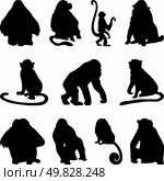 Collection of apes silhouettes. Vector illustration. Стоковая иллюстрация, агентство Ingram Publishing / Фотобанк Лори