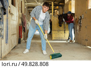 Male employee sweeps floors in stable corridor, cleans passage between stalls. Стоковое фото, фотограф Яков Филимонов / Фотобанк Лори