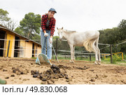 Girl worker scoops horse droppings into shovel and cleans up cattle. Стоковое фото, фотограф Яков Филимонов / Фотобанк Лори