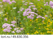 Тысячелистник обыкновенный (Achillea millefolium). Многолетнее растение Тысячелистник обыкновенный семейства Астровые (Asteraceae). Цветение декоративного сорта тысячелистника Розовый Грейпфрут (Pink Grapefruit). Красивые мелкие розовые цветы в соцветиях. Стоковое фото, фотограф Pukhov K / Фотобанк Лори