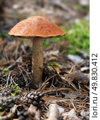 Фото Подосиновик в лесу. Red-capped Aspen scaber stalk mushroom or aspen bolete Leccinum aurantiacum growing in forest. Стоковое фото, фотограф Сергей Пристяжнюк (Serg Zastavkin) / Фотобанк Лори