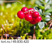 Ягоды брусники в лесу крупным планом. Berry cluster of lingonberries Vaccinium vitis-idaea in the forest. Macro close-up photo of cowberry bunch. Стоковое фото, фотограф Сергей Пристяжнюк (Serg Zastavkin) / Фотобанк Лори