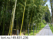 Bamboo grove near the central beach. Pitsunda, Abkhazia. Стоковое фото, фотограф Анна Карасева / Фотобанк Лори