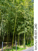 Fragment of a bamboo grove, Pitsunda. Republic of Abkhazia. Стоковое фото, фотограф Анна Карасева / Фотобанк Лори