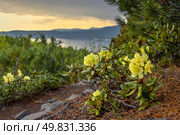 Цветущий рододендрон золотистый (Rhododendron aureum). Вид на красивые дикие цветы рододендронов на горном склоне. Вдали морская бухта. Природа и растения Сибири и Дальнего Востока России. Магаданская область. Летний сезон, июнь. Стоковое фото, фотограф Андрей Степанов / Фотобанк Лори