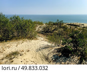 The Courish Split or Curonian Spit, Kaliningrad region, Russia (2024 год). Редакционное фото, фотограф Татьяна Кахилл / Фотобанк Лори