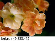 Succus Kalanchoes. macro. Стоковое фото, агентство Ingram Publishing / Фотобанк Лори