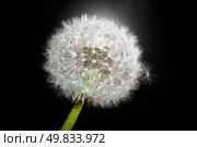 seeds of flower dandelion on black. Стоковое фото, агентство Ingram Publishing / Фотобанк Лори