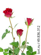 Bunch of velvet red roses  isolated on white background. Стоковое фото, агентство Ingram Publishing / Фотобанк Лори