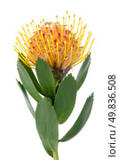 Pincushion Protea isolated on white background. Стоковое фото, агентство Ingram Publishing / Фотобанк Лори