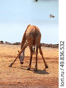 Giraffe posing near lake in summer day . Стоковое фото, агентство Ingram Publishing / Фотобанк Лори