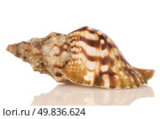 Sea shell on white reflective background. Стоковое фото, агентство Ingram Publishing / Фотобанк Лори