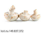 Three champignons mushroom isolated on white. Стоковое фото, агентство Ingram Publishing / Фотобанк Лори