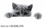 Playful gray cat peeks over a white surface with curious eyes. Стоковое AI-изображение, AI-художник Katsiaryna Repich / Фотобанк Лори