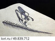 exploration Opetiosaurus Bucchichi Fossil embedded in stone Rock isolated on black background. Стоковое фото, агентство Ingram Publishing / Фотобанк Лори