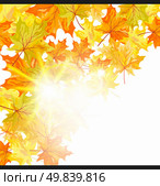 Autumn maple leaves background. Vector illustration with transparency and meshes. EPS10. Стоковая иллюстрация, агентство Ingram Publishing / Фотобанк Лори