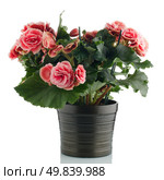 Pink begonia plant in a dark flowerpot on white background. Стоковое фото, агентство Ingram Publishing / Фотобанк Лори