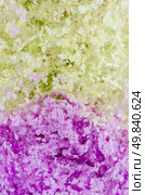 Plant and Flower Gel Floral Colour Water Beads. Стоковое фото, агентство Ingram Publishing / Фотобанк Лори