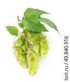 Branch of hops isolated on a white background. Стоковое фото, агентство Ingram Publishing / Фотобанк Лори