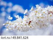 Sakura cherry Blossoms with sun beam. Стоковое фото, агентство Ingram Publishing / Фотобанк Лори