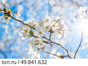 Sakura cherry Blossoms with sun beam. Стоковое фото, агентство Ingram Publishing / Фотобанк Лори