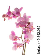 Closeup detail of pink orchid isolated on white background. Стоковое фото, агентство Ingram Publishing / Фотобанк Лори
