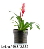 Red bromelia flower on white background. Стоковое фото, агентство Ingram Publishing / Фотобанк Лори