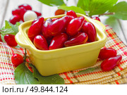 Cornus. Стоковое фото, агентство Ingram Publishing / Фотобанк Лори