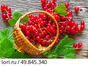 Red currant. Стоковое фото, агентство Ingram Publishing / Фотобанк Лори