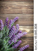 lavender. Стоковое фото, агентство Ingram Publishing / Фотобанк Лори