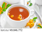Hawthorn tea. Стоковое фото, агентство Ingram Publishing / Фотобанк Лори