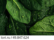 Fresh Green Spinach Leaves Glistening With Water Droplets After Recent Rain. Стоковое AI-изображение, AI-художник Юлия Гапеенко / Фотобанк Лори