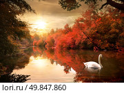 Swan on the autmn river at sunrise. Стоковое фото, агентство Ingram Publishing / Фотобанк Лори