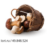 Mushrooms in a wooden basket isolated on white. Стоковое фото, агентство Ingram Publishing / Фотобанк Лори