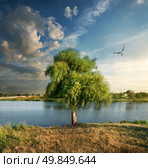 Bird over the osier near calm river. Стоковое фото, агентство Ingram Publishing / Фотобанк Лори