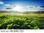 Field sown with sunflowers in the morning. Стоковое фото, агентство Ingram Publishing / Фотобанк Лори