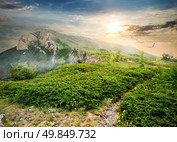 Meadow of green juniper in mountains at sunrise. Стоковое фото, агентство Ingram Publishing / Фотобанк Лори