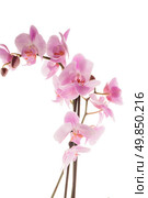 Closeup detail of pink orchid isolated on white background. Стоковое фото, агентство Ingram Publishing / Фотобанк Лори