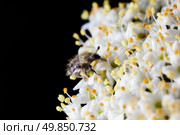 Maybug, Melolontha hippocastani on Viburnum opulus. Стоковое фото, агентство Ingram Publishing / Фотобанк Лори