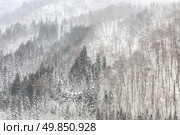Beautiful Snowfall winter landscape with snow covered trees. Стоковое фото, агентство Ingram Publishing / Фотобанк Лори